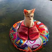 Lily a rejoint le concours — aidez-le/la à gagner de superbes lots ! cat, kitten, inflatable_ring, slippers, pond, water, fish, floating, sunlight, reflection, ears, whiskers, pet, cute, summer, outdoors, colorful, toy, plastic, sitting