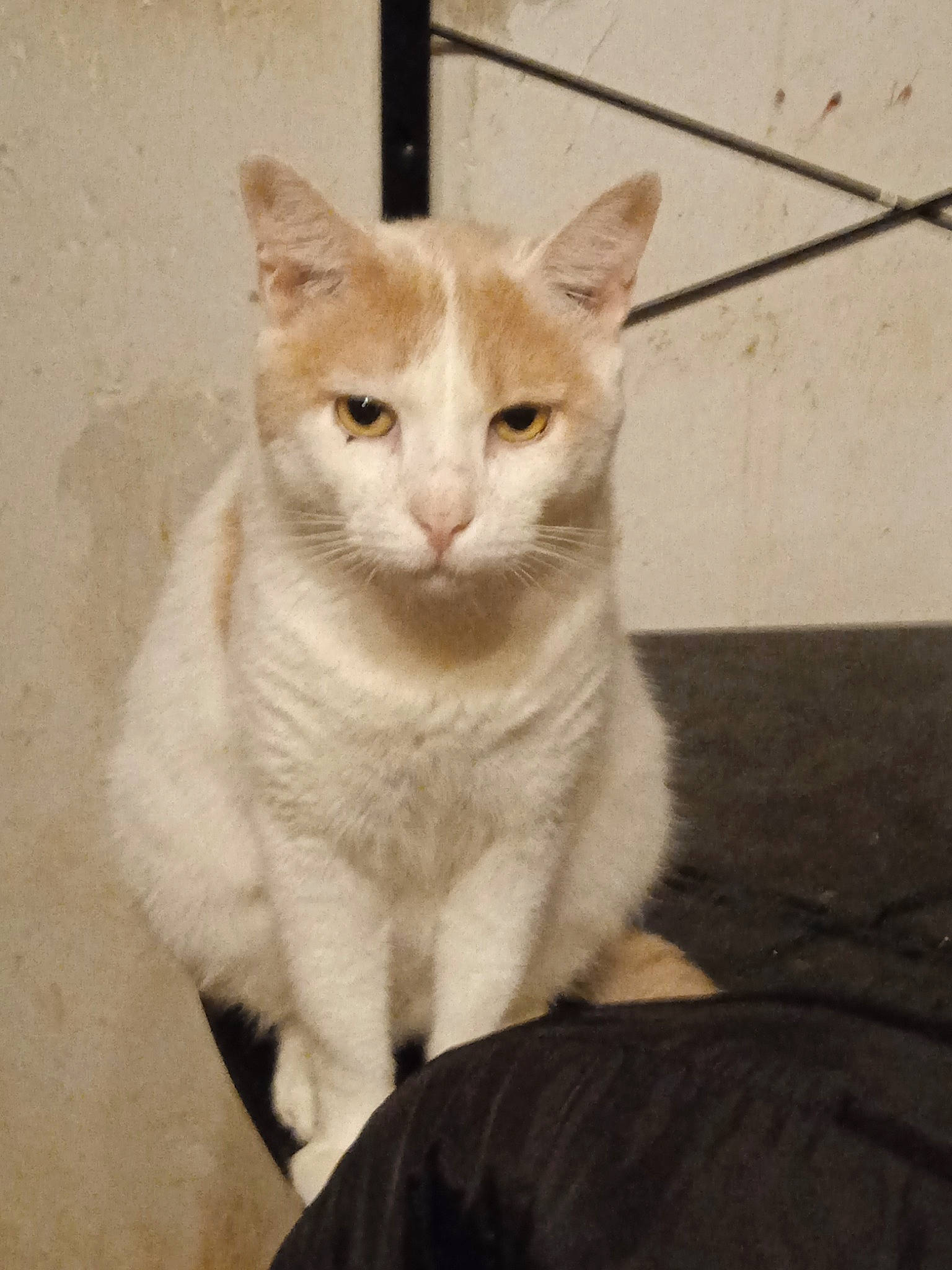 Guizmo a rejoint le concours — aidez-le/la à gagner de superbes lots ! carnivore, cat, domestic_short_haired_cat, eye, fawn, felidae, fur, paw, small_to_medium_sized_cats, snout, tail, terrestrial_animal, whiskers