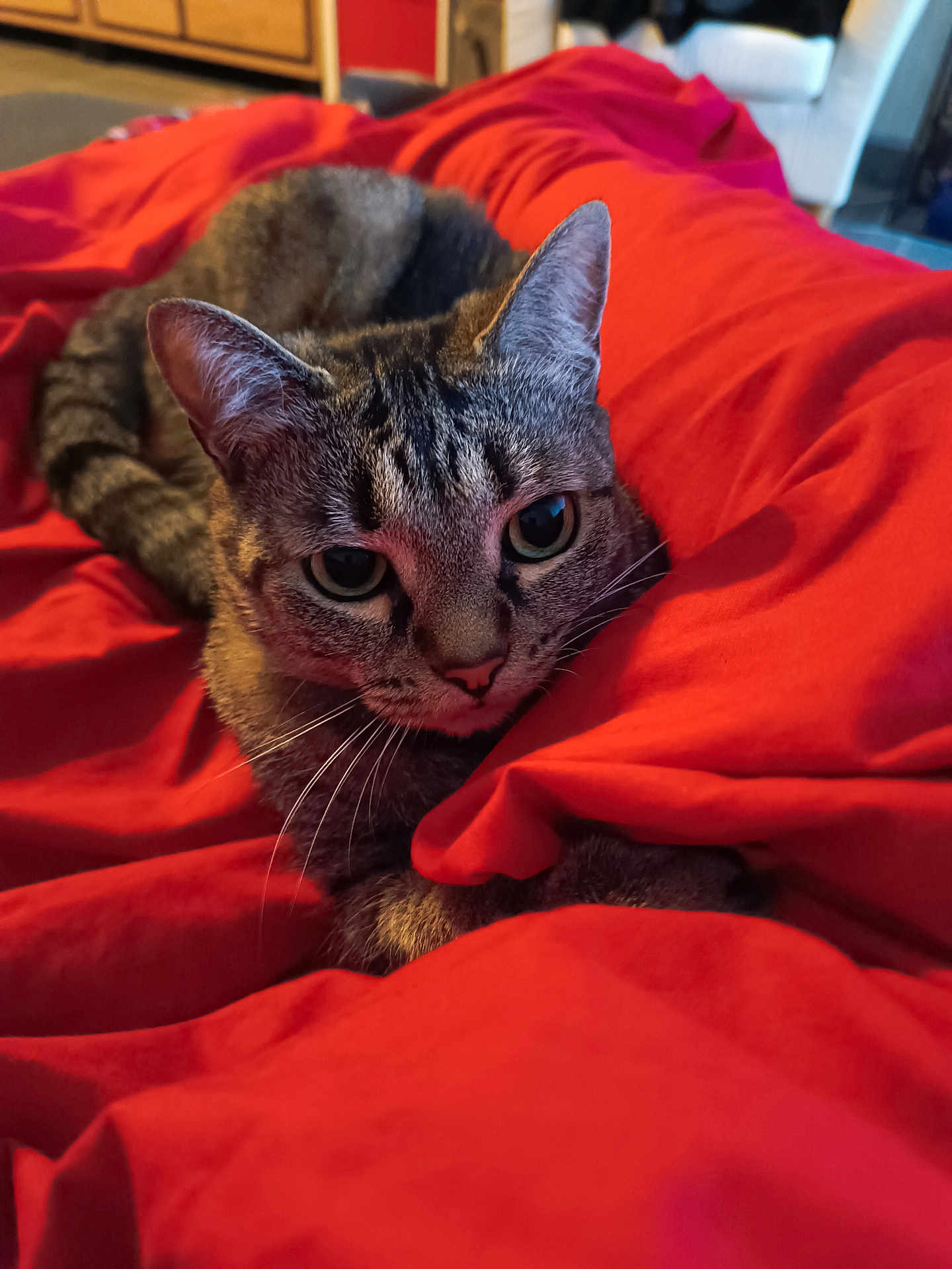 Choupi