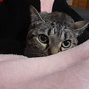Choupi participe au concours pour gagner de l'argent avec cette photo : animal, blanket, cat, closeup, comfort, cozy, cute, domestic, ears, eyes, feline, fur, indoor, pet, relaxed, resting, sleepy, soft, tabby, whiskers