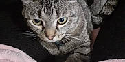 Choupi participe au concours pour gagner de l'argent avec cette photo : animal, blanket, cat, closeup, comfort, cozy, curious, cute, domestic, feline, fur, indoor, paw, pet, relaxed, resting, soft, striped, tabby, whiskers