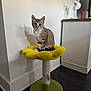 kitten, cat, cat_scratch_post, flower_shaped, yellow, tabby, pet, indoor, floor, furniture, decor, ballerina_figurine, shadow, wall, curious, sitting, soft_texture, toy, playful, animal