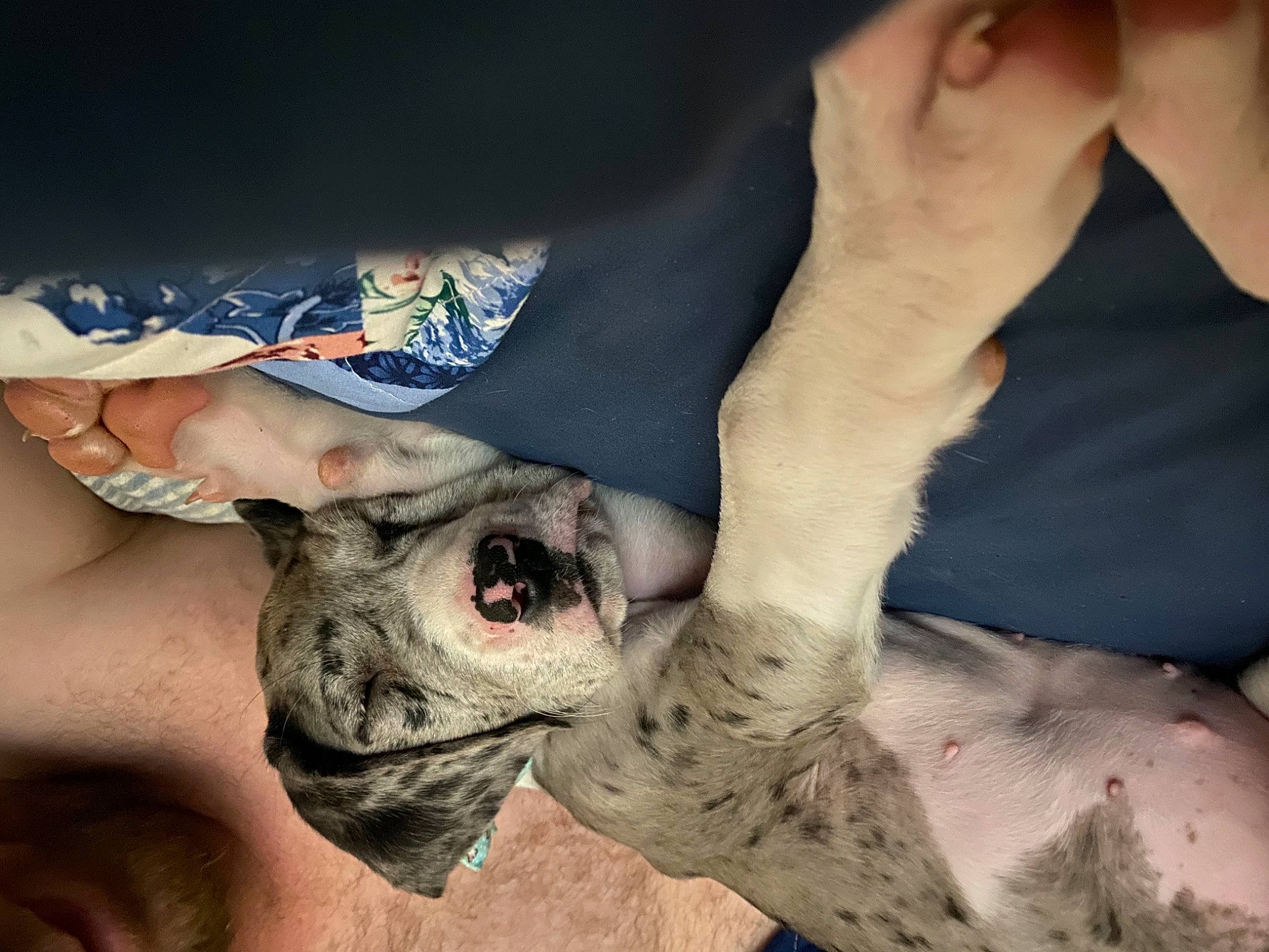 Harlee Girl is registered to the contest to win money with this photo: dog_breed, flesh, gesture, jaw, muscle, paw, scar, skin, snout, wrinkle