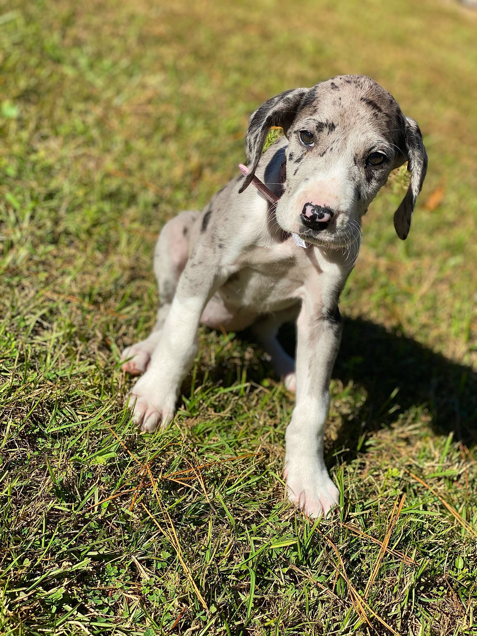 Harlee Girl is registered to the contest to win money with this photo: canidae, carnivore, companion_dog, dog, dog_breed, dog_supply, grass, grass_family, snout, sporting_group, working_animal, working_dog