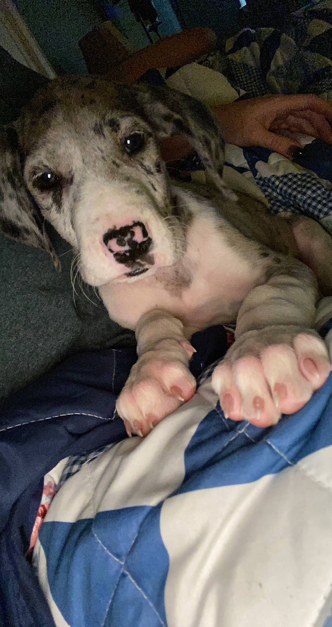 Harlee Girl joined the competition — help win amazing prizes! carnivore, companion_dog, dog_breed, domestic_pig, flesh, fur, livestock, nail, non_sporting_group, skin, snout, suidae, vertebrate, world