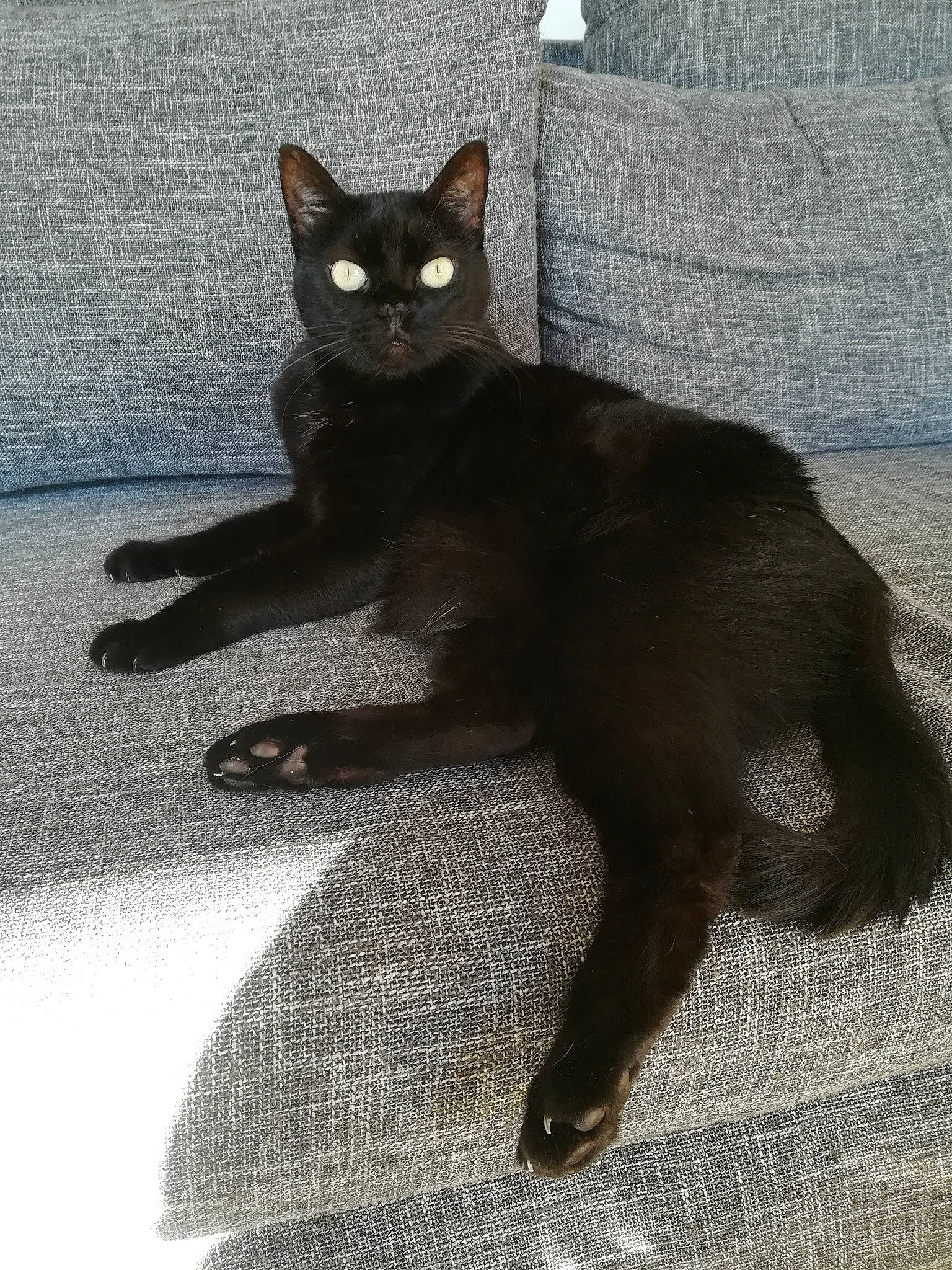 Ebène participe au concours pour gagner de l'argent avec cette photo : black_cat, bombay, carnivore, cat, claw, domestic_short_haired_cat, felidae, fur, havana_brown, iris, paw, shadow, small_to_medium_sized_cats, snout, tail, terrestrial_animal, whiskers