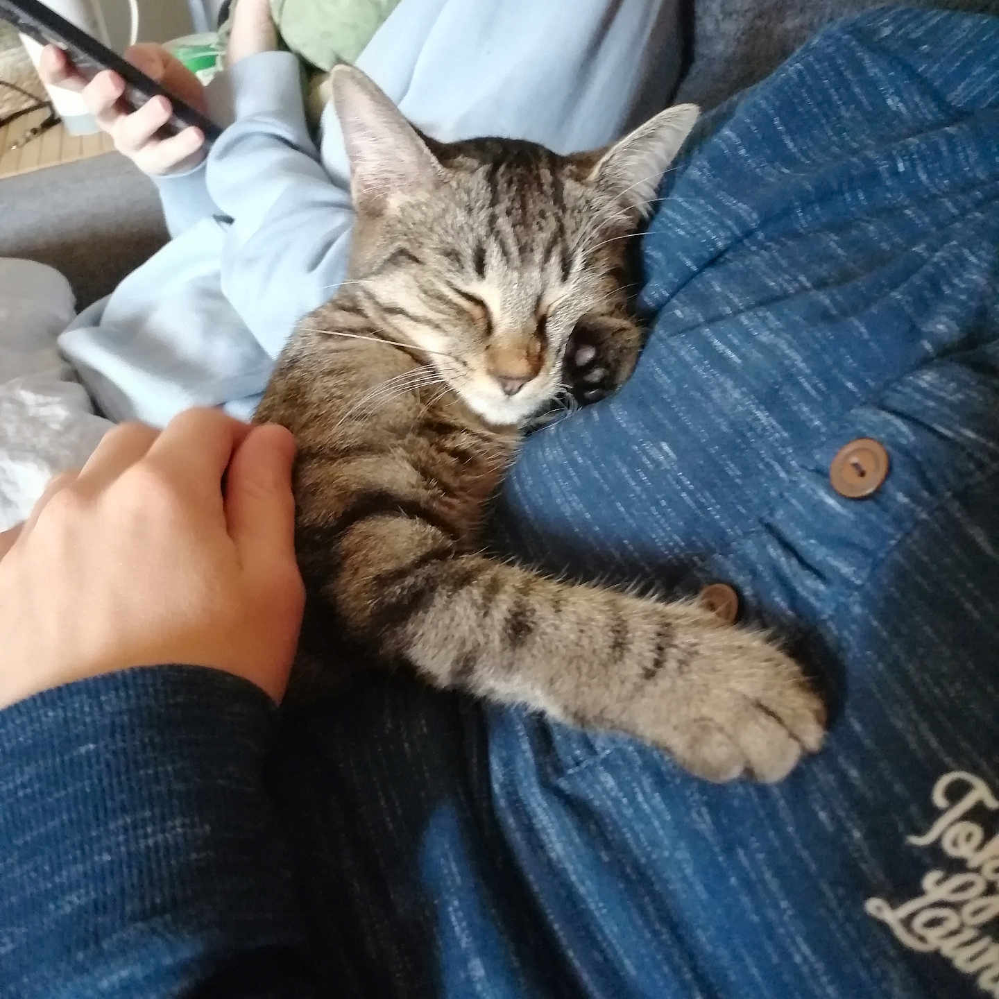 Maya participe au concours pour gagner de l'argent avec cette photo : animal, bodypart, cat, clothing, computer, couch, electronics, face, finger, furniture, hand, head, homedecor, jeans, kitten, laptop, pants, pc, person, pet