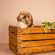 Lucky a rejoint le concours — aidez-le/la à gagner de superbes lots ! dog, crate, wooden_crate, flowers, yellow_flowers, pet, cute, fluffy, animal, portrait, studio_photo, beige_background, looking_up, small_dog, indoor, decor, nature, closeup, companion, adorable