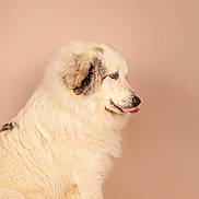 Berlioz a rejoint le concours — aidez-le/la à gagner de superbes lots ! dog, fluffy, white, black_spots, tongue_out, pet, animal, studio, portrait, side_view, cute, mammal, canine, fur, domestic_animal, isolated, background, indoor, calm, sitting