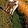 Berlioz