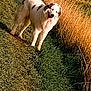 Berlioz participe au concours pour gagner de l'argent avec cette photo : dog, white_dog, grass, path, outdoor, sunny, blue_sky, field, nature, animal, pet, happy, fluffy, toy, orange_toy, playful, summer, greenery, grass_path, sunlight