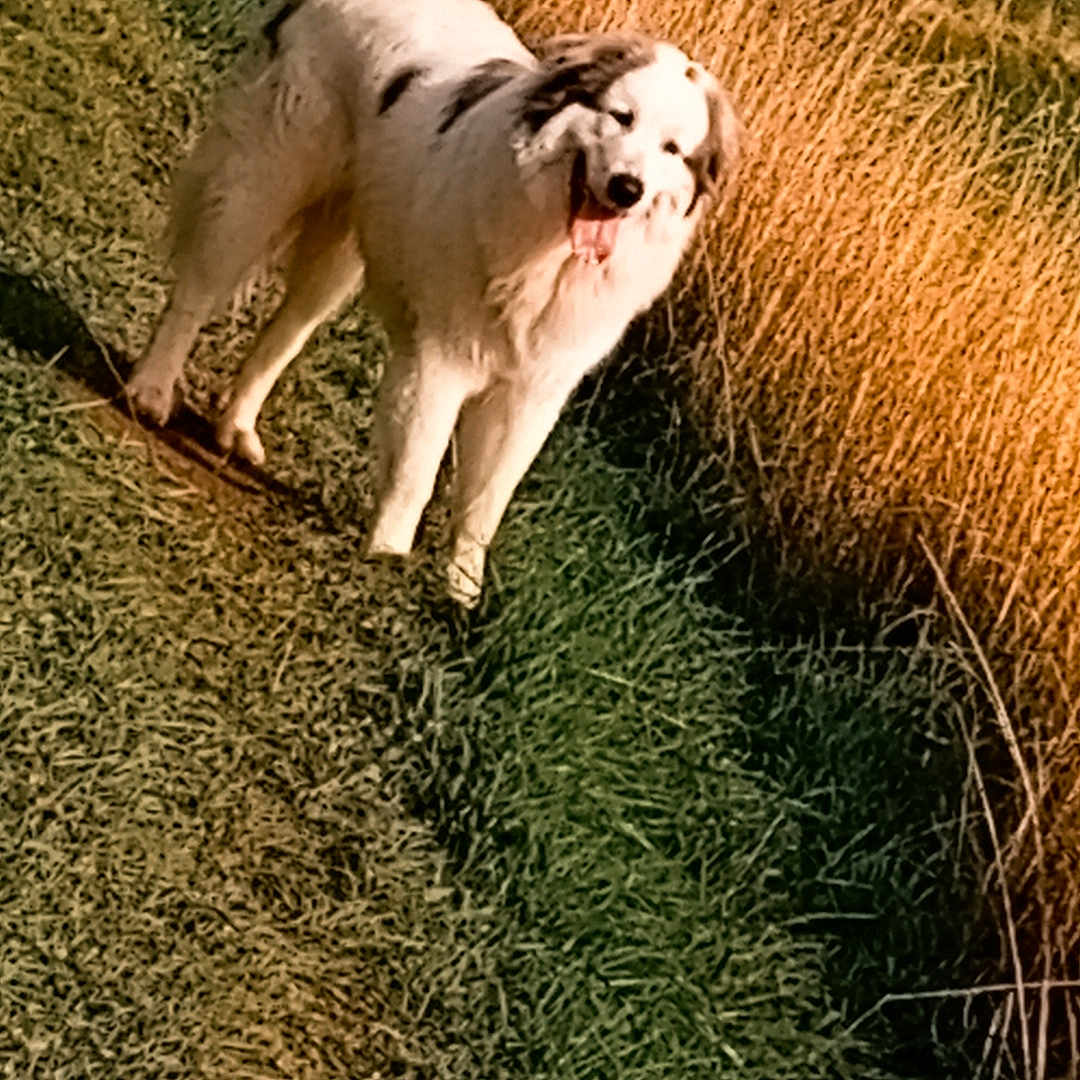 Berlioz participe au concours pour gagner de l'argent avec cette photo : animal, blue_sky, dog, field, fluffy, grass, grass_path, greenery, happy, nature, orange_toy, outdoor, path, pet, playful, summer, sunlight, sunny, toy, white_dog