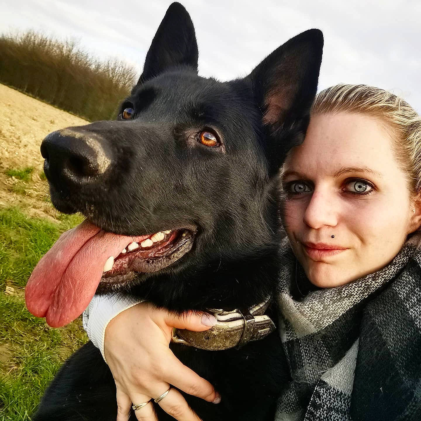 Païko participe au concours pour gagner de l'argent avec cette photo : black_norwegian_elkhound, canidae, carnivore, dog, dog_breed, dog_collar, east_european_shepherd, king_shepherd, kunming_wolfdog, mammal, police_dog, rare_breed_dog, snout, vertebrate
