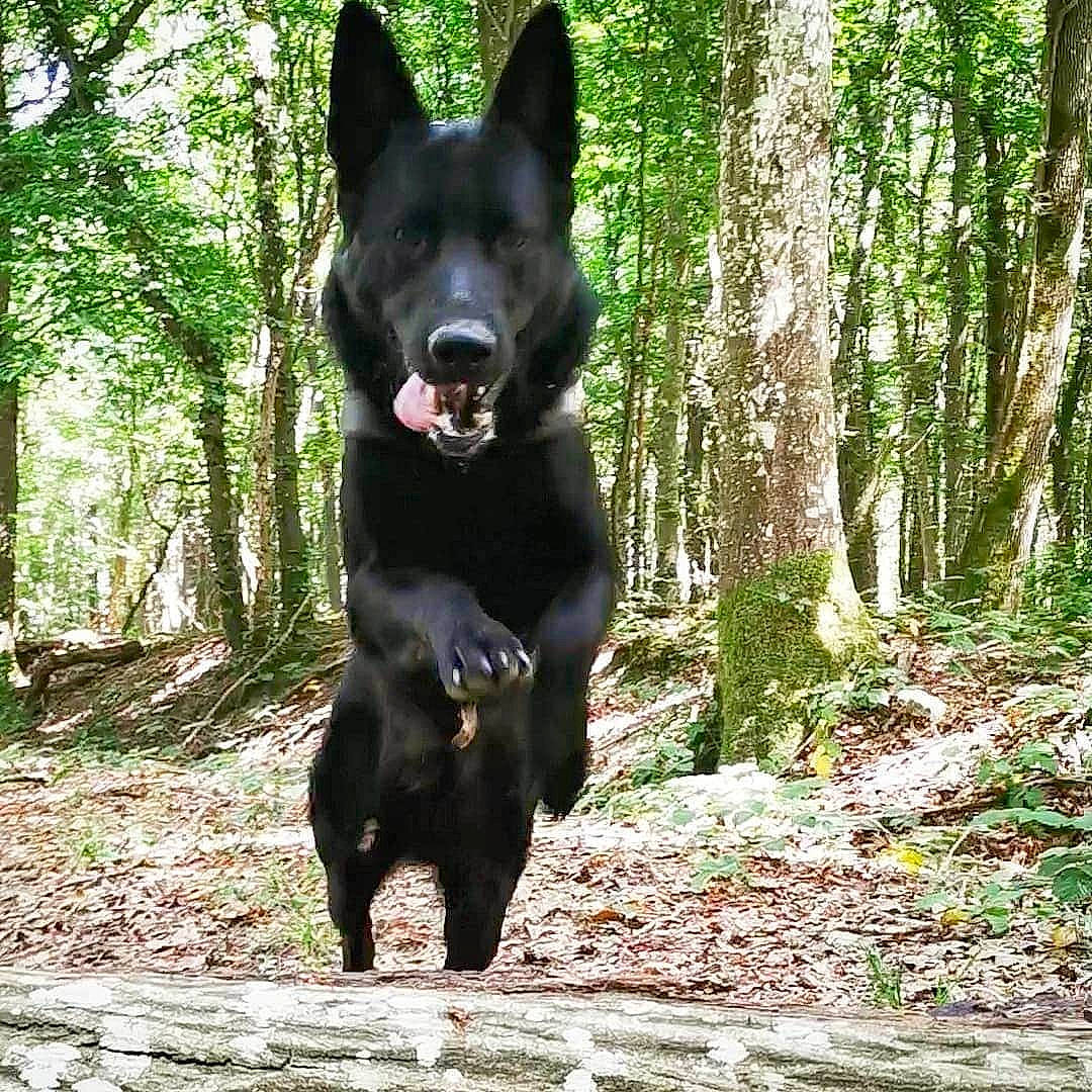 Païko participe au concours pour gagner de l'argent avec cette photo : black_norwegian_elkhound, bohemian_shepherd, canidae, carnivore, dog, dog_breed, east_european_shepherd, kai_ken, laika, lapponian_herder, mammal, norwegian_elkhound, rare_breed_dog, russo_european_laika, schipperke, vertebrate