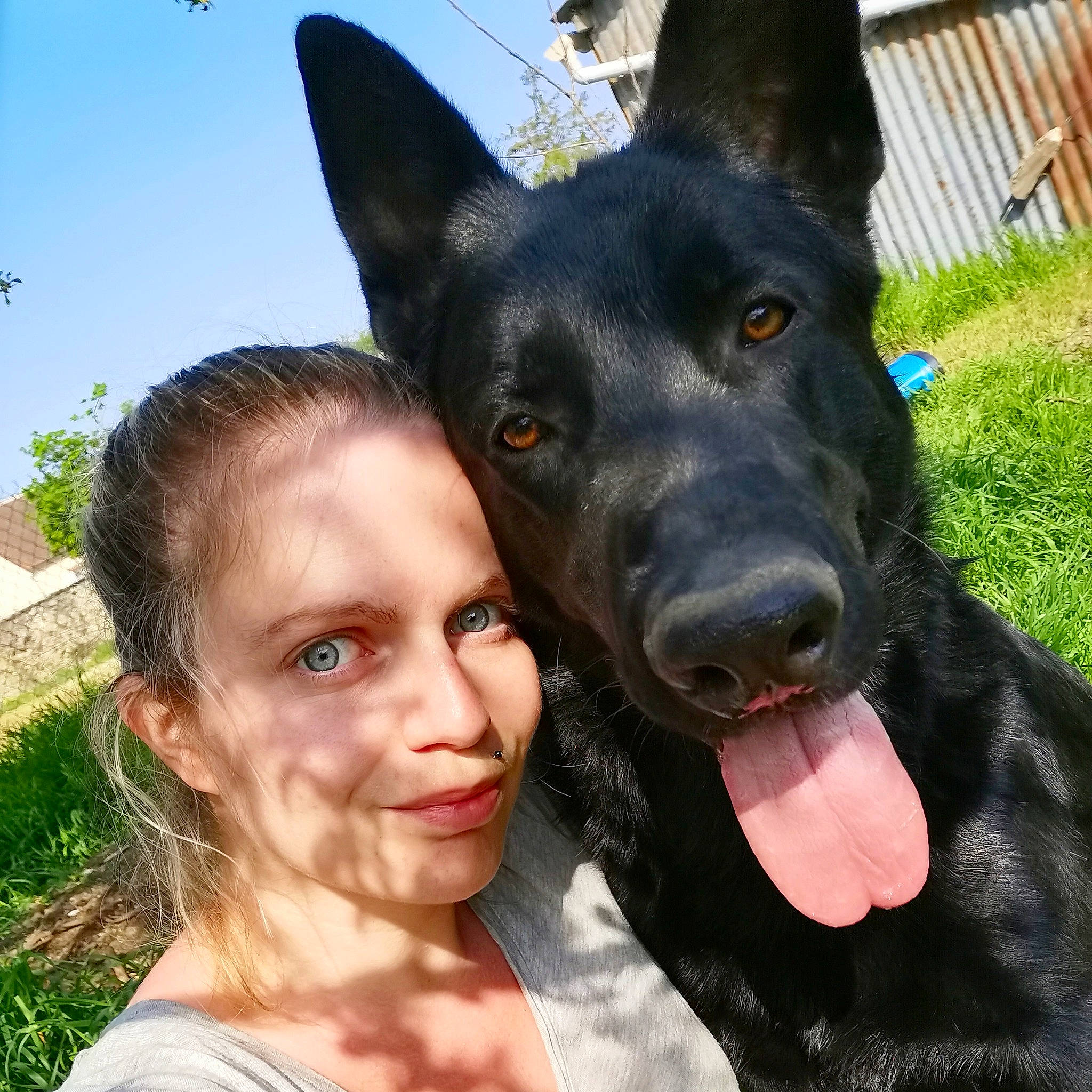 Païko participe au concours pour gagner de l'argent avec cette photo : australian_kelpie, belgian_shepherd, canidae, carnivore, dog, dog_breed, dutch_shepherd_dog, ear, formosan_mountain_dog, king_shepherd, kunming_wolfdog, mammal, nose, rare_breed_dog, snout, sporting_group, vertebrate, working_dog