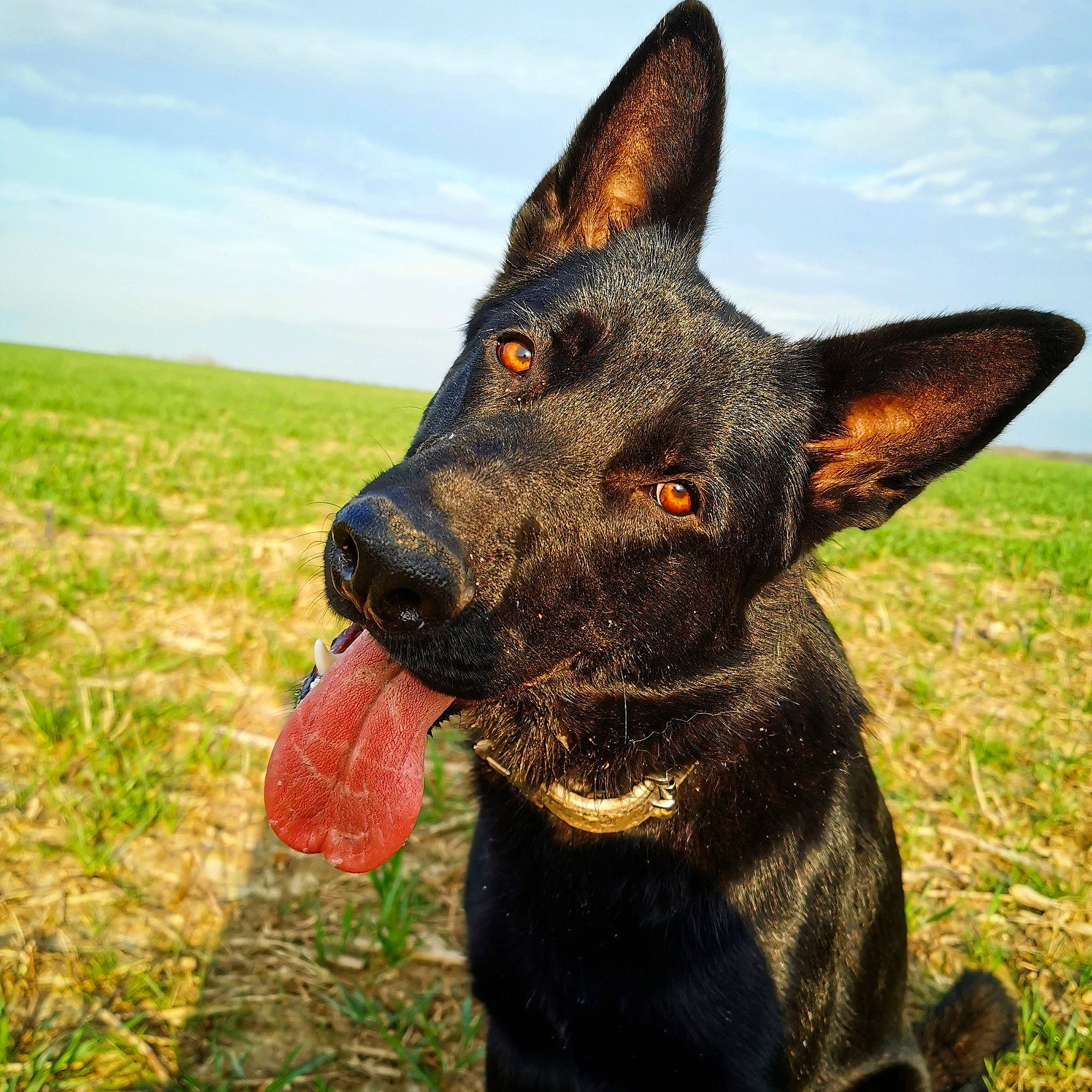 Païko participe au concours pour gagner de l'argent avec cette photo : australian_kelpie, canidae, carnivore, dog, dog_breed, dutch_shepherd_dog, ear, formosan_mountain_dog, hunting_dog, mammal, plant, rare_breed_dog, snout, vertebrate