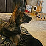 dog, indoor, pet, animal, floor, wood_stove, laundry_rack, cat_tree, tile_floor, furniture, resting, alert, brown_dog, black_dog, side_view, cozy, household, domestic, companion, relaxed