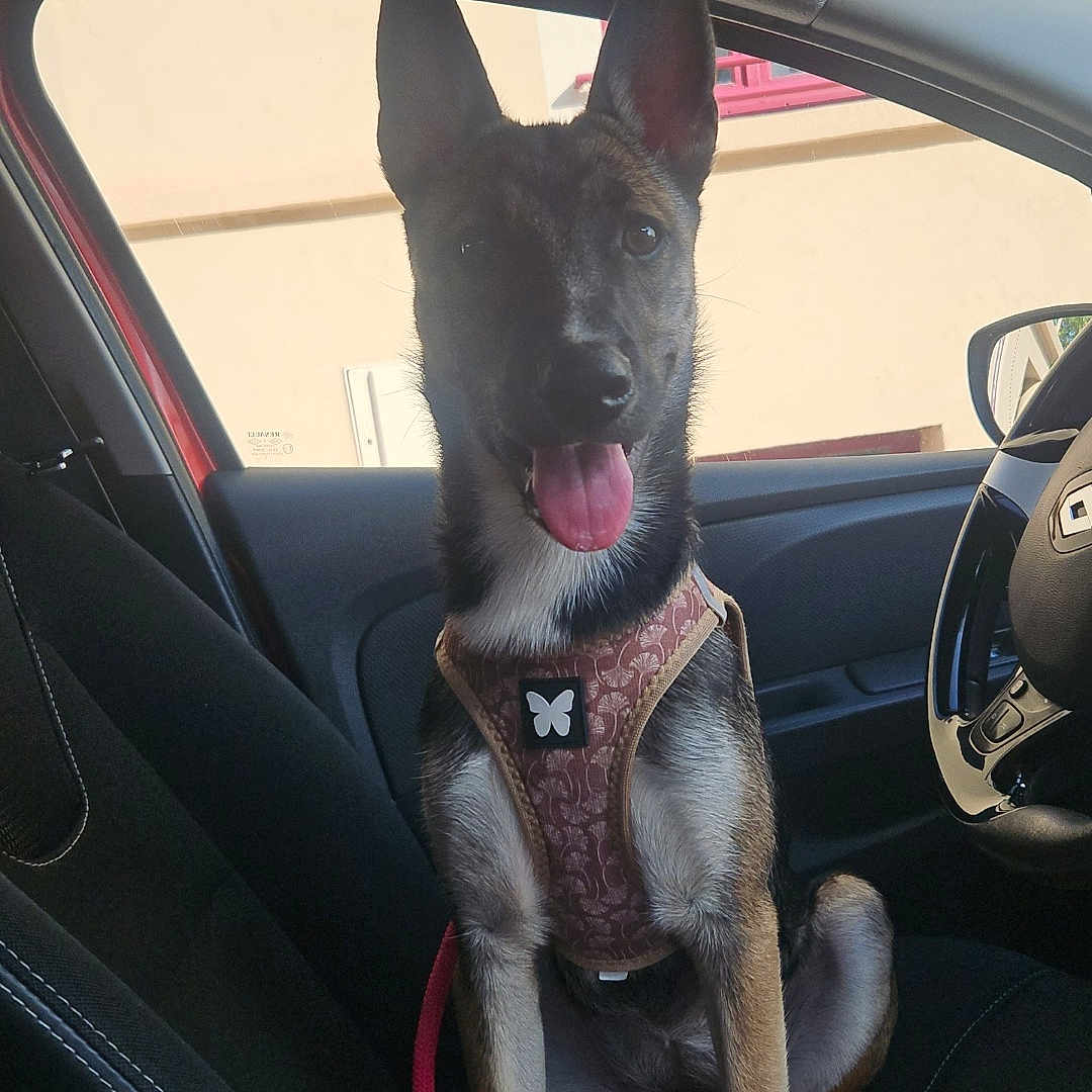 Aya a rejoint le concours — aidez-le/la à gagner de superbes lots ! animal, black_and_tan, canine, car, companion, dashboard, daylight, dog, ears_up, front_seat, happy, harness, leash, pet, seat, sitting, steering_wheel, tongue_out, vehicle_interior, window