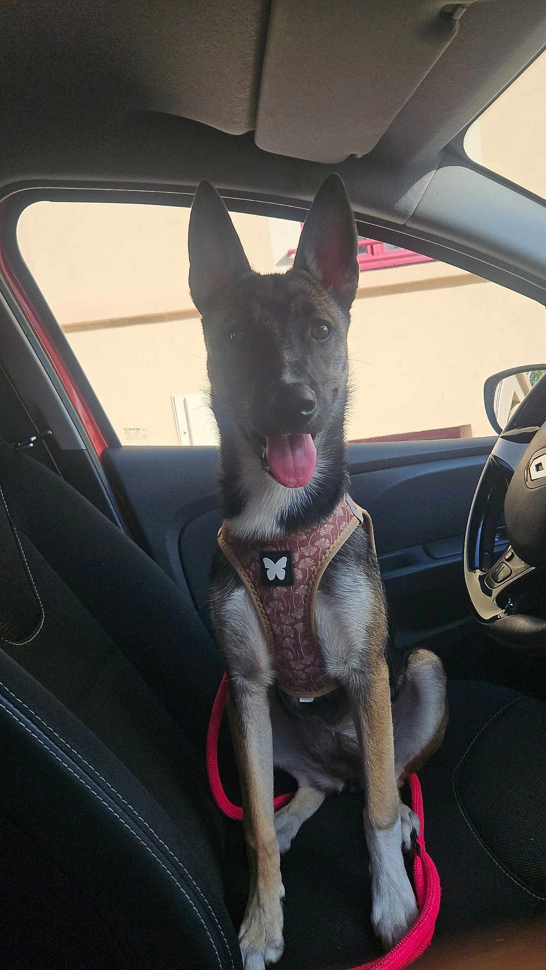 Aya a rejoint le concours — aidez-le/la à gagner de superbes lots ! dog, canine, pet, car, vehicle_interior, seat, harness, leash, tongue_out, ears_up, happy, black_and_tan, window, steering_wheel, dashboard, front_seat, daylight, sitting, animal, companion