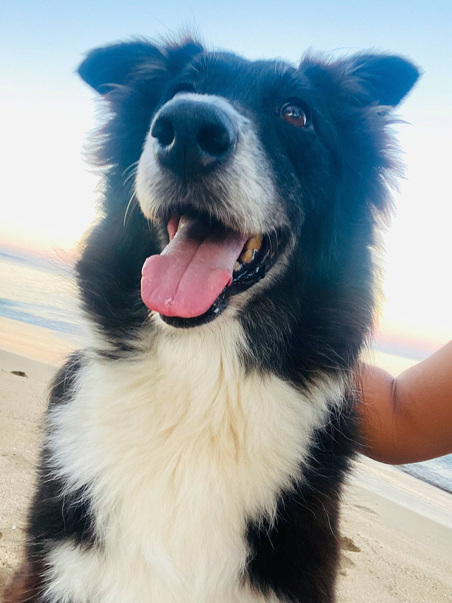 Morgan joined the competition — help win amazing prizes! canidae, carnivore, companion_dog, dog, dog_breed, dog_supply, electric_blue, fang, fun, fur, happy, jaw, ocean, sky, snout, sporting_group, terrestrial_animal, whiskers, working_animal, working_dog