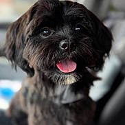 Gracie joined the competition — help win amazing prizes! dog, black_dog, pet, tongue_out, cute, fluffy, happy, indoor, car_interior, shiny_nose, portrait, animal, close_up, fur, friendly, companion, canine, smiling, blurred_background, domestic_animal