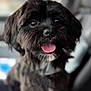 dog, black_dog, pet, tongue_out, cute, fluffy, happy, indoor, car_interior, shiny_nose, portrait, animal, close_up, fur, friendly, companion, canine, smiling, blurred_background, domestic_animal