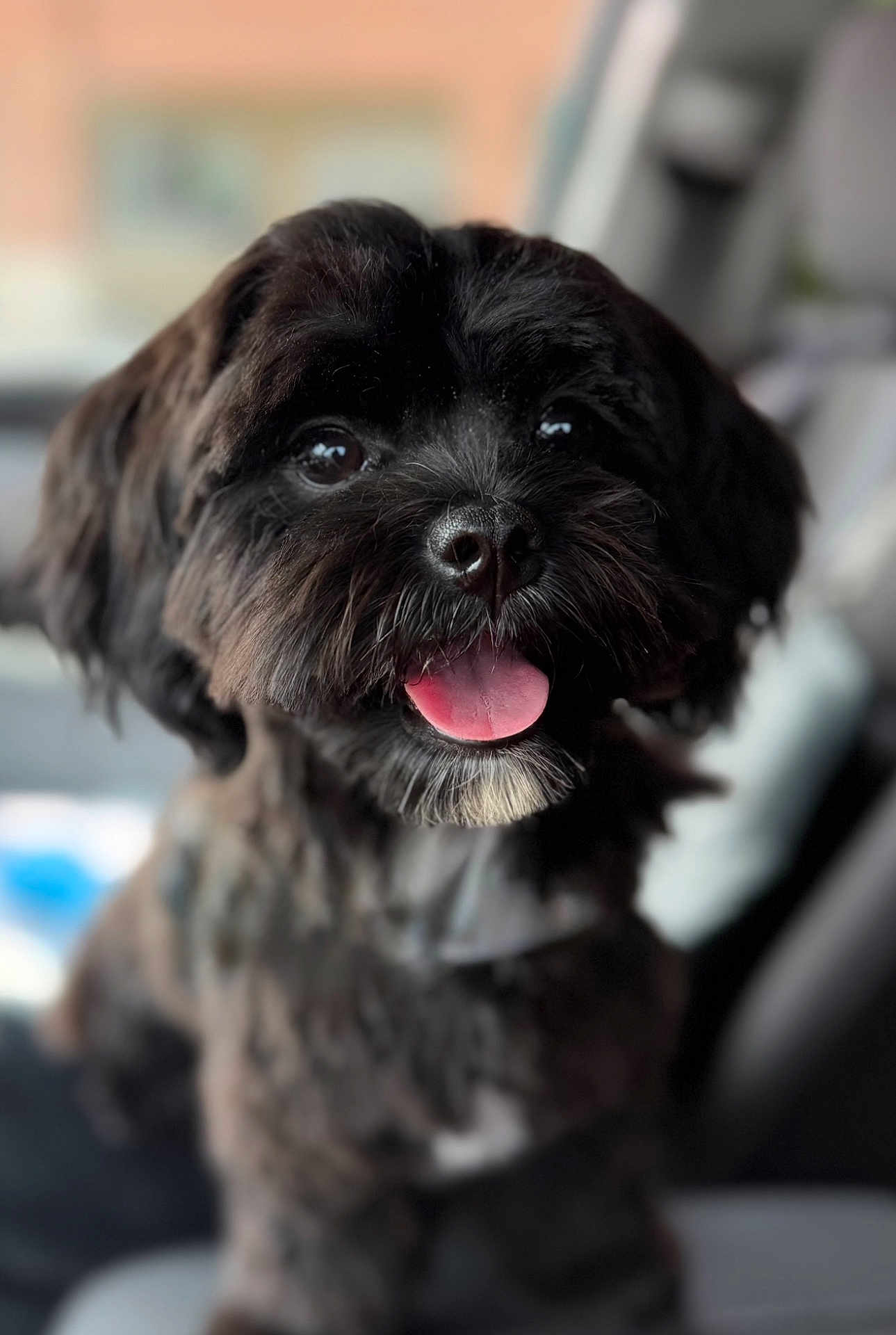 Gracie joined the competition — help win amazing prizes! dog, black_dog, pet, tongue_out, cute, fluffy, happy, indoor, car_interior, shiny_nose, portrait, animal, close_up, fur, friendly, companion, canine, smiling, blurred_background, domestic_animal