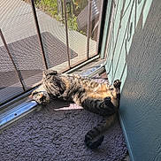 Tabathia joined the competition — help win amazing prizes! animal, belly_up, carpet, cat, doorway, floor, funny, furry, indoor, lying_down, paws, pet, relaxed, rug, screen_door, striped, sunlight, tabby_cat, tail, upside_down