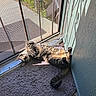 animal, belly_up, carpet, cat, doorway, floor, funny, furry, indoor, lying_down, paws, pet, relaxed, rug, screen_door, striped, sunlight, tabby_cat, tail, upside_down