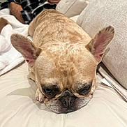 Winnie joined the competition — help win amazing prizes! french_bulldog, dog, pet, couch, indoor, man, person, relaxing, resting, sleepy, face, ears, fur, blanket, pillow, watch, smartphone, home, living_room, casual