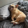 french_bulldog, dog, bed, pillow, gray_sheets, indoor, pet, animal, resting, cute, fur, ears, face, looking_back, cozy, domestic, sleepy, wrinkles, paw, canine