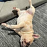 Winnie is registered to the contest to win money with this photo: dog, french_bulldog, upside_down, carpet, couch, indoor, pet, playful, light, shadow, relaxed, fur, ears, paw, animal, cute, companion, resting, home, tongue