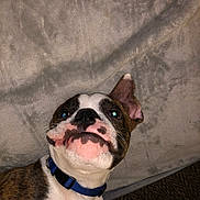 Sparky joined the competition — help win amazing prizes! dog, pet, puppy, collar, brown, white, face, closeup, cute, expression, indoor, blanket, texture, fur, animal, canine, playful, portrait, whiskers, ears