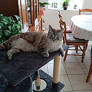 Oona participe au concours pour gagner de l'argent avec cette photo : animal, architecture, building, cat, chair, diningroom, diningtable, furniture, hardwood, indoors, interiordesign, livingroom, person, pet, plant, plywood, pottedplant, room, table, wood