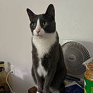 Mittens joined the competition — help win amazing prizes! alert, animal, cat, clutter, curious, domestic, fan, furniture, green_eyes, indoor, jar, papers, paws, peanut_butter, pet, sitting, table, tuxedo_cat, whiskers, white_wall