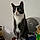 Mittens
