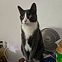 alert, animal, cat, clutter, curious, domestic, fan, furniture, green_eyes, indoor, jar, papers, paws, peanut_butter, pet, sitting, table, tuxedo_cat, whiskers, white_wall