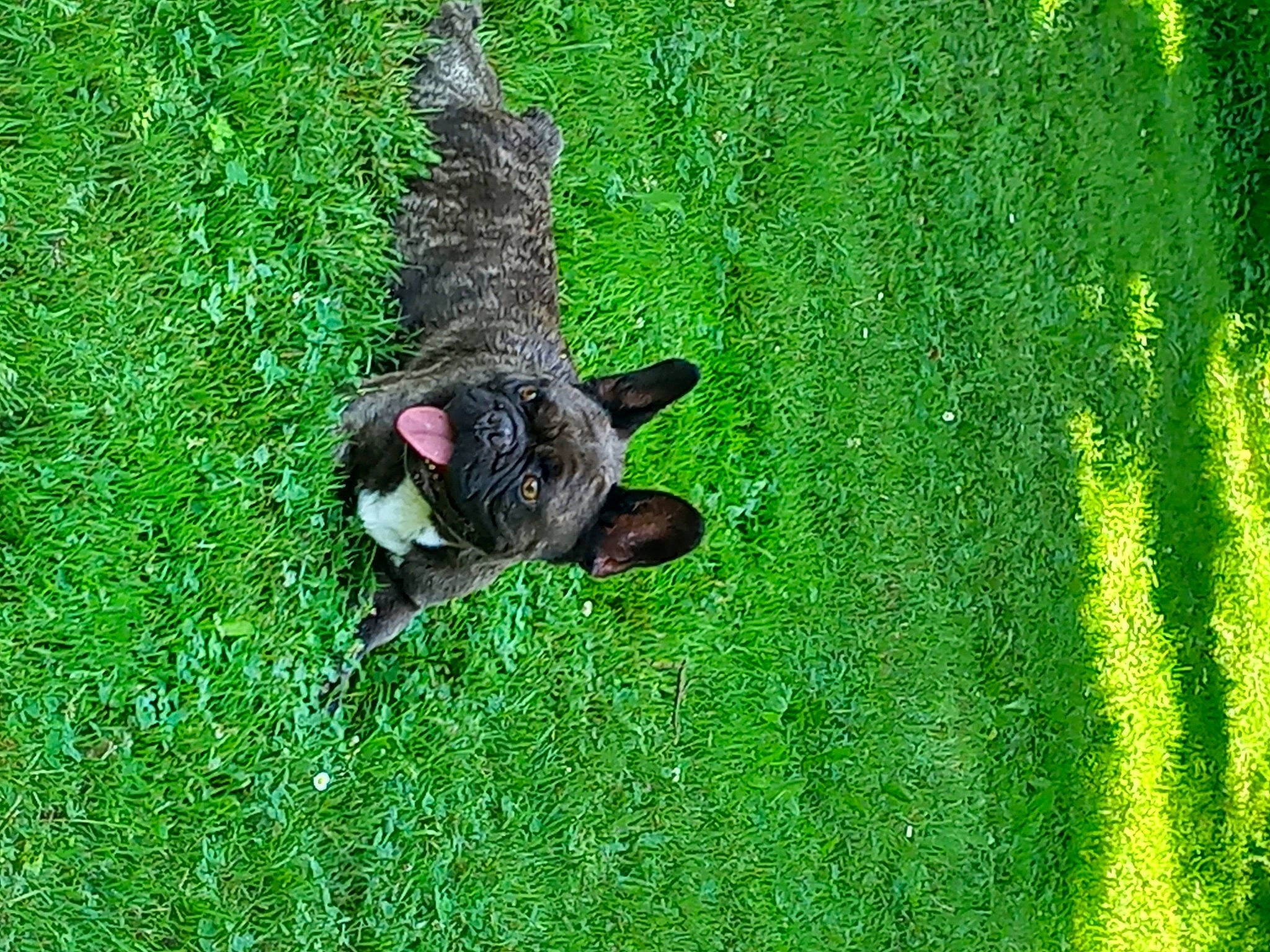 Looping a rejoint le concours — aidez-le/la à gagner de superbes lots ! artificial_turf, beak, bird, canidae, carnivore, dog_breed, grass, grass_family, grassland, green, groundcover, pasture, plant, shrub, sporting_group, tail, terrestrial_plant, tree, trunk, wildlife