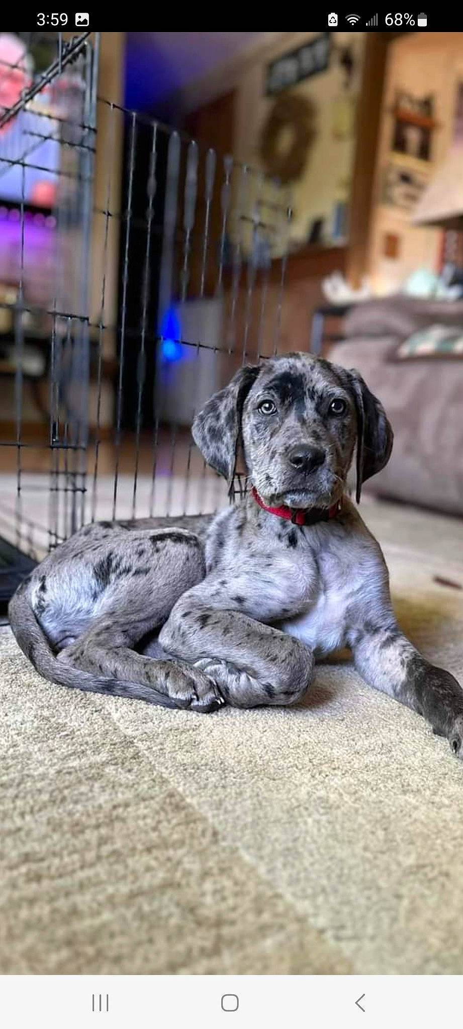 Aspen joined the competition — help win amazing prizes! ancient_dog_breeds, art, bored, canidae, carnivore, companion_dog, dog, dog_breed, fawn, great_dane, grey, guard_dog, non_sporting_group, paw, puppy, sitting, sporting_group, terrestrial_animal, working_animal, working_dog