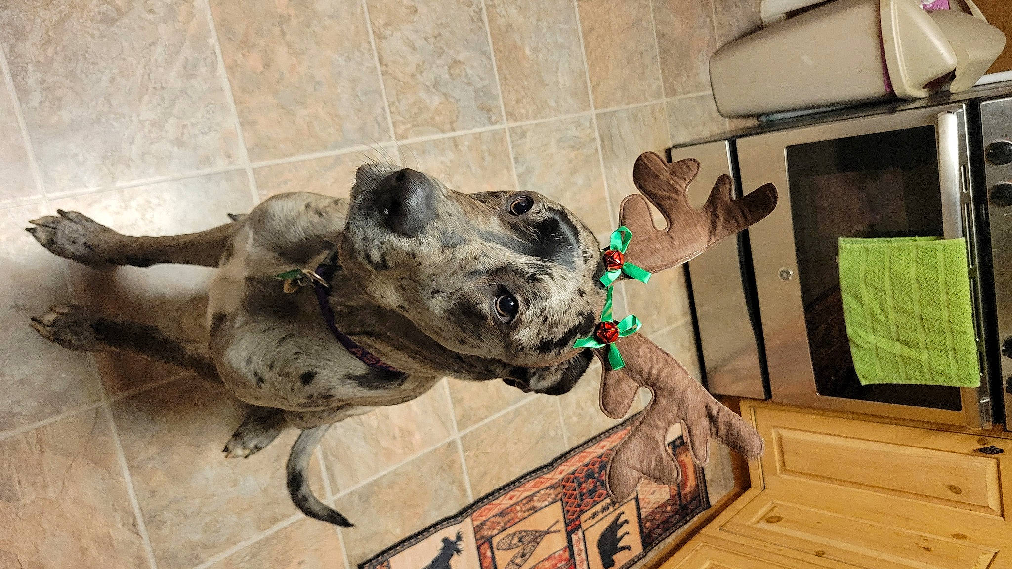 Aspen is registered to the contest to win money with this photo: art, building, canidae, carnivore, dog, dog_breed, extinction, fang, jaw, metal, non_sporting_group, sculpture, snout, sporting_group, statue, terrestrial_animal, window, working_animal