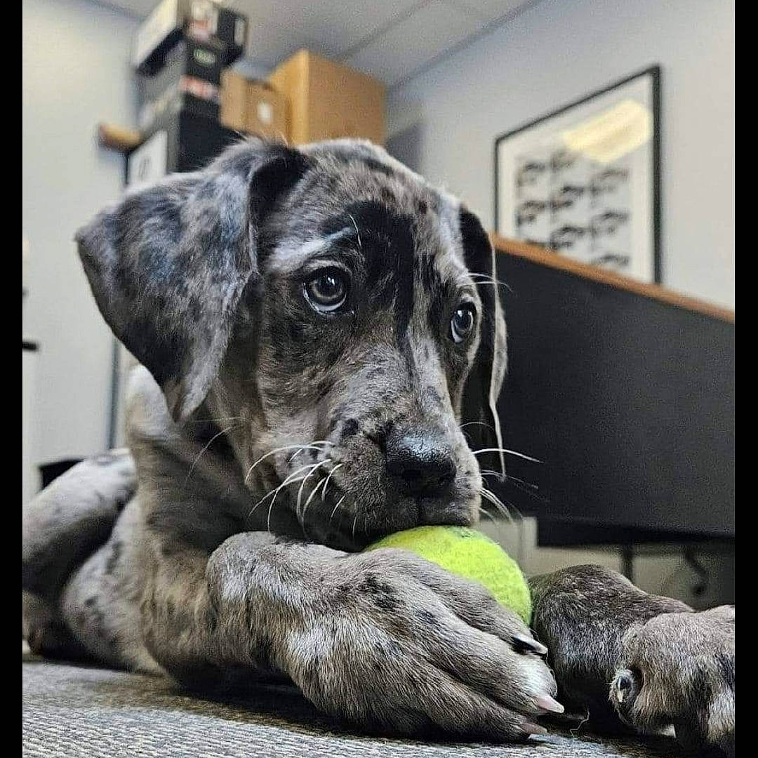 Aspen is registered to the contest to win money with this photo: canidae, carnivore, chair, collar, comfort, companion_dog, dog, dog_breed, fur, great_dane, grey, guard_dog, picture_frame, rectangle, snout, sporting_group, terrestrial_animal, whiskers, working_animal, working_dog