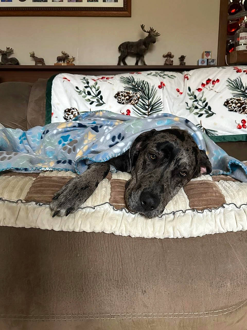 Aspen is registered to the contest to win money with this photo: art, canidae, carnivore, comfort, companion_dog, couch, dog, dog_breed, fawn, flooring, interior_design, linens, mammal, picture_frame, rectangle, room, sporting_group, vertebrate, wall, working_animal