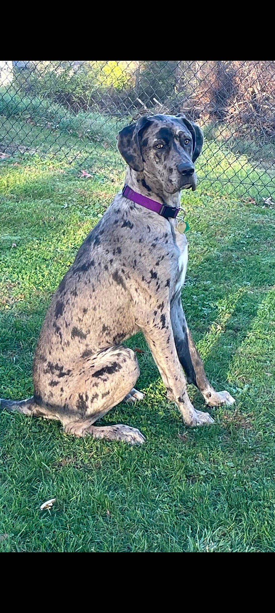 Aspen is registered to the contest to win money with this photo: ancient_dog_breeds, canidae, carnivore, collar, companion_dog, dog, dog_breed, dog_collar, dog_supply, fence, grass, great_dane, gun_dog, hunting_dog, non_sporting_group, sporting_group, tail, terrestrial_animal, working_animal, working_dog