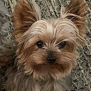 Jude is registered to the contest to win money with this photo: dog, small_dog, fluffy, ears, pet, animal, cute, carpet, fur, eyes, indoor, looking_up, adorable, closeup, companion, domestic_animal, friendly, face, whiskers, brown