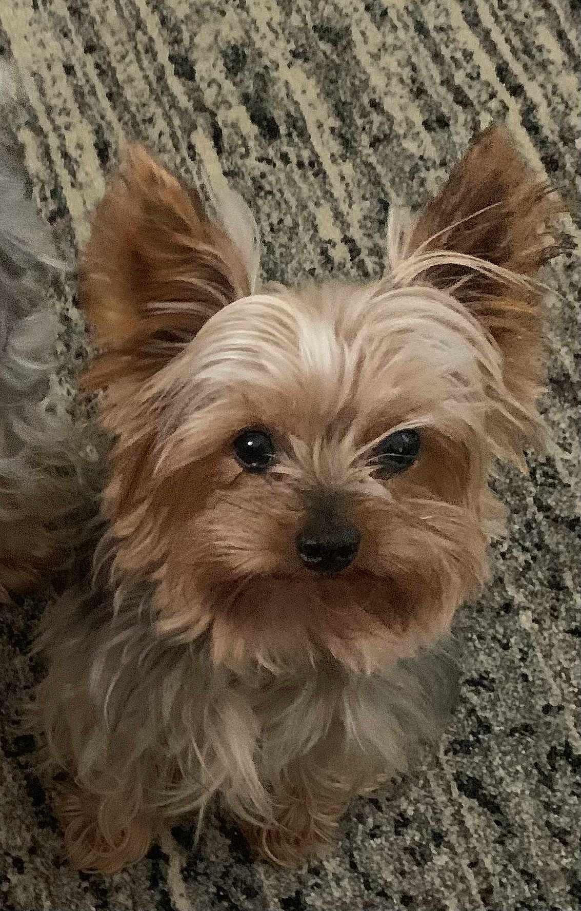 Jude is registered to the contest to win money with this photo: dog, small_dog, fluffy, ears, pet, animal, cute, carpet, fur, eyes, indoor, looking_up, adorable, closeup, companion, domestic_animal, friendly, face, whiskers, brown