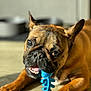 Varoun participe au concours pour gagner de l'argent avec cette photo : dog, french_bulldog, pet, animal, toy, blue_toy, chewing, playful, brown_fur, closeup, indoor, floor, sunlight, paw, mouth, teeth, ears, snout, cute, companion