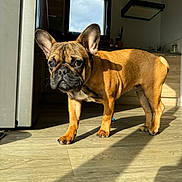 Varoun a rejoint le concours — aidez-le/la à gagner de superbes lots ! dog, french_bulldog, puppy, indoor, kitchen, wooden_floor, sunlight, shadow, pet, animal, brown_coat, ears, curious, standing, young_dog, domestic, companion, cute, canine, exploring