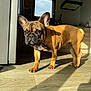 dog, french_bulldog, puppy, indoor, kitchen, wooden_floor, sunlight, shadow, pet, animal, brown_coat, ears, curious, standing, young_dog, domestic, companion, cute, canine, exploring