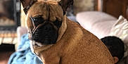 Varoun participe au concours pour gagner de l'argent avec cette photo : dog, french_bulldog, pet, couch, indoor, living_room, furniture, brown, cute, animal, sitting, portrait, blurred_background, cozy, lamp, fireplace, blanket, house, relaxed, mammal
