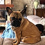 dog, french_bulldog, pet, couch, indoor, living_room, furniture, brown, cute, animal, sitting, portrait, blurred_background, cozy, lamp, fireplace, blanket, house, relaxed, mammal